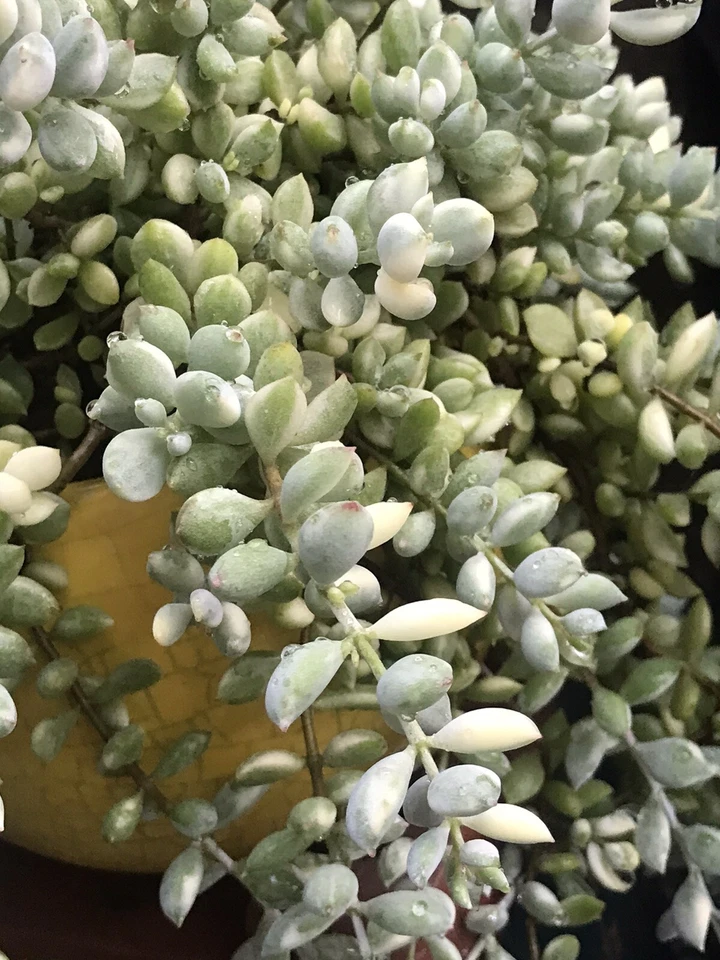 Variegated Cotyledon Pendens Cuttings - 3 Fresh Trailing Succulent Stems, Echeveria Type Plant, Cotyledon pendens variegata