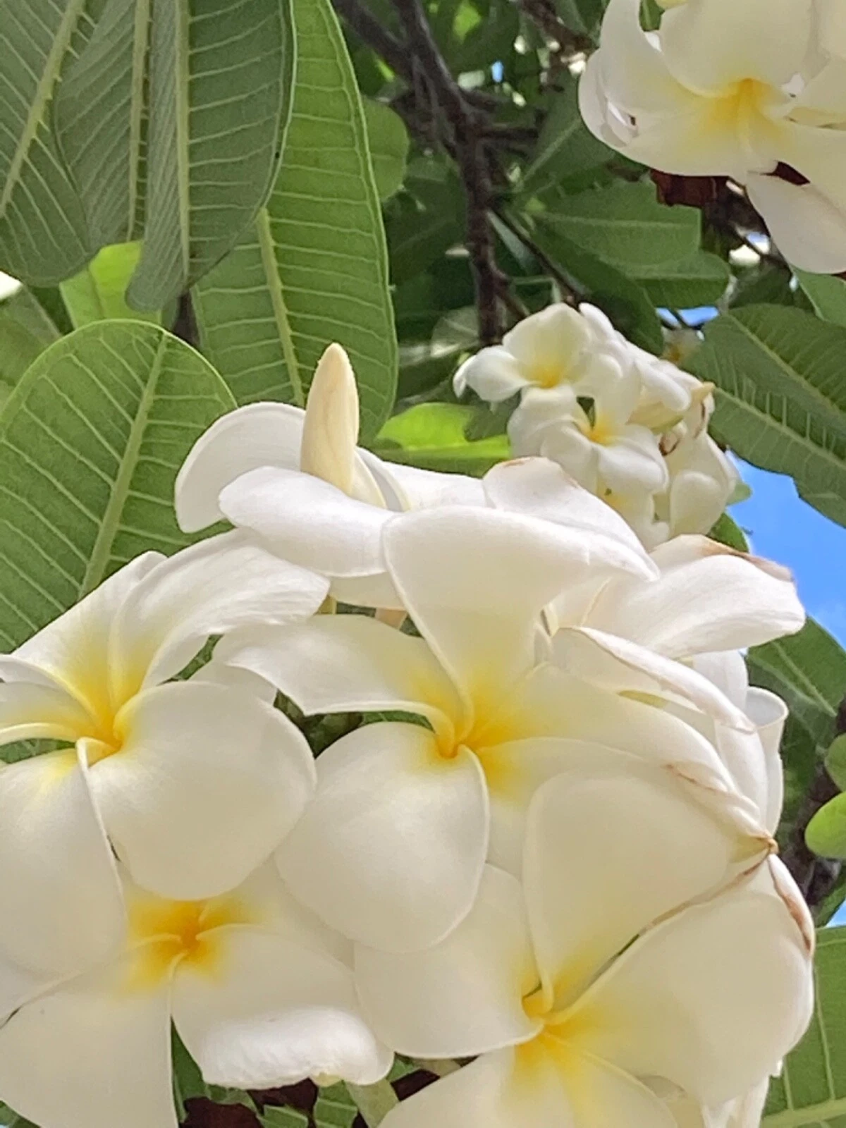 Hawaiian Plumeria Cuttings - 2 White Yellow Singapore Frangipani Stem Cuttings for Rooting - Plumeria rubra
