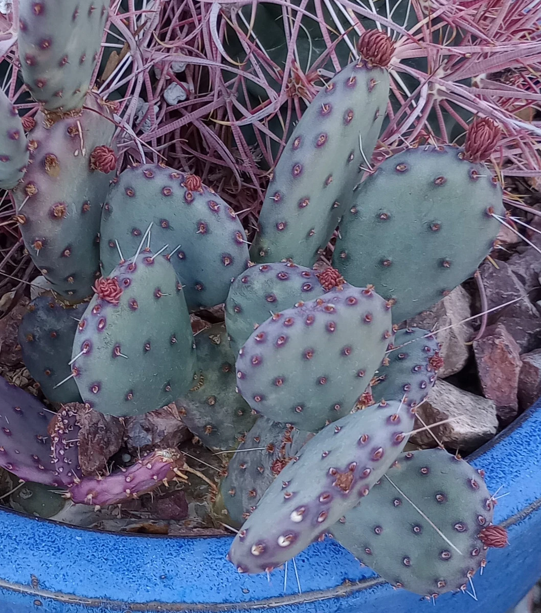 Opuntia gosseliniana 'Santa Rita' Purple Prickly Pear Pad - 1 Cold Hardy Cactus Cutting for Xeriscapes, Arizona Purple Opuntia