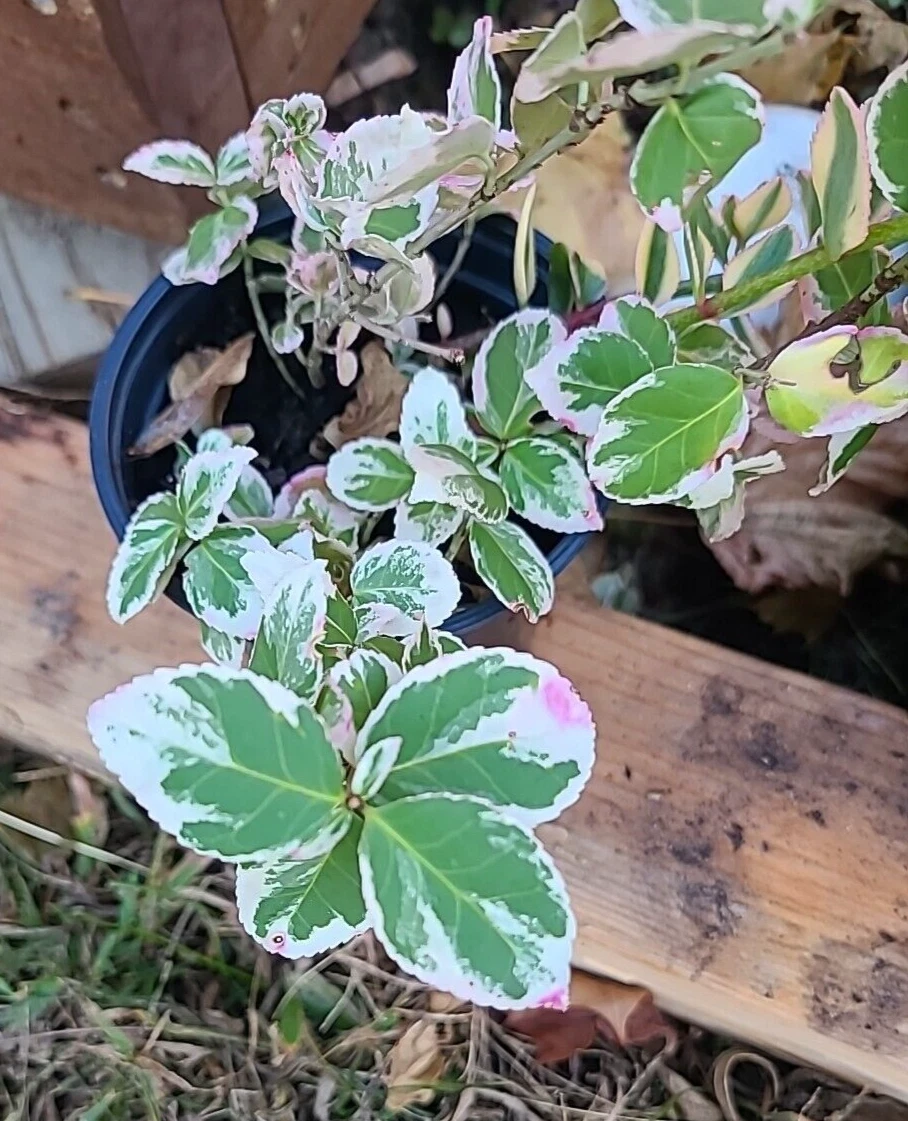 Variegated Creeping Fig Cuttings - 5 Unrooted Cuttings - Ficus pumila 'Variegata' - Green & Cream Leaves - 6+ Inches