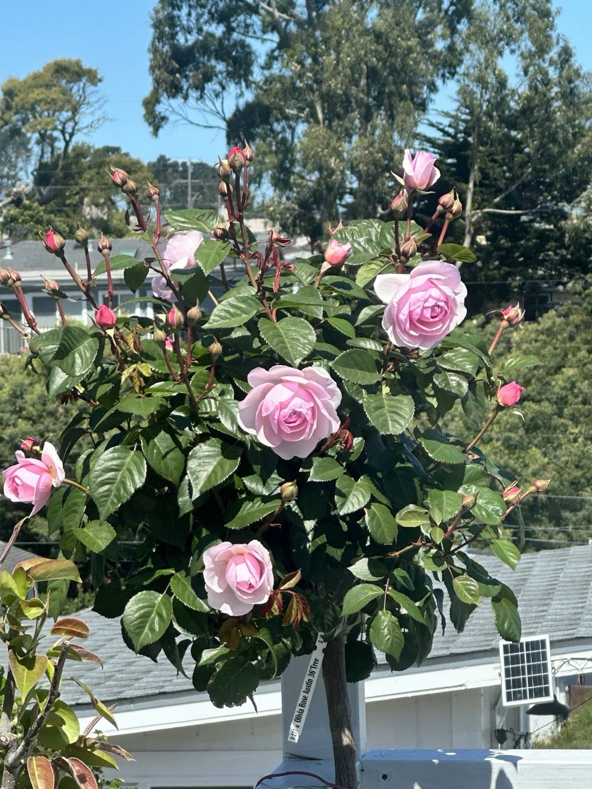 Olivia Rose Stem Cuttings - 5 Fresh Unrooted Cuttings for Rooting and Propagation - Rosa ‘Olivia’ - Pink Flowering Shrub