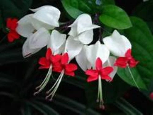 Rooted Bleeding Heart Vine Starter Plant - White & Red Blooms - Clerodendrum thomsoniae - Live Tropical Flowering Plant