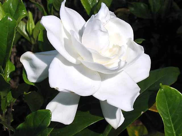 Gardenia Bush Live Plants, 6 Inches Tall, Cape Jasmine, White Flowers, Gardenia jasminoides, 2 Rooted Shrubs for Garden or Container