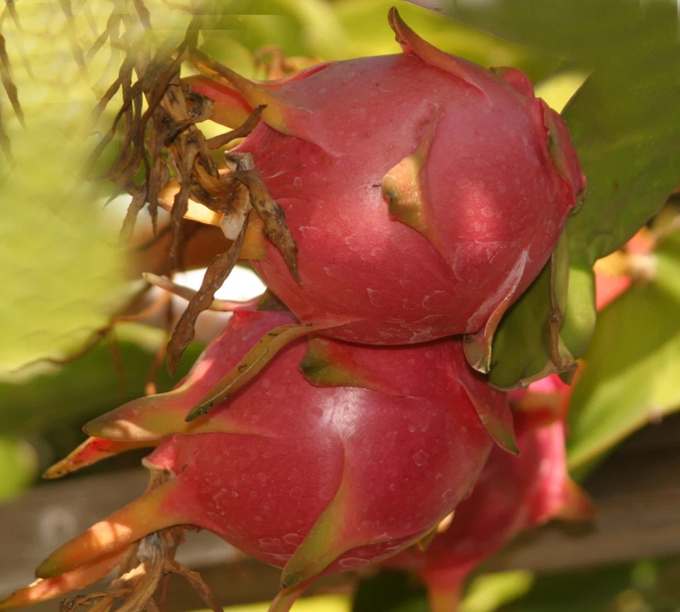 Rooted Halley’s Comet Dragon Fruit Plant - 4–7 Inch Red-Flesh Hylocereus Undatus Hybrid for Cactus Garden or Container