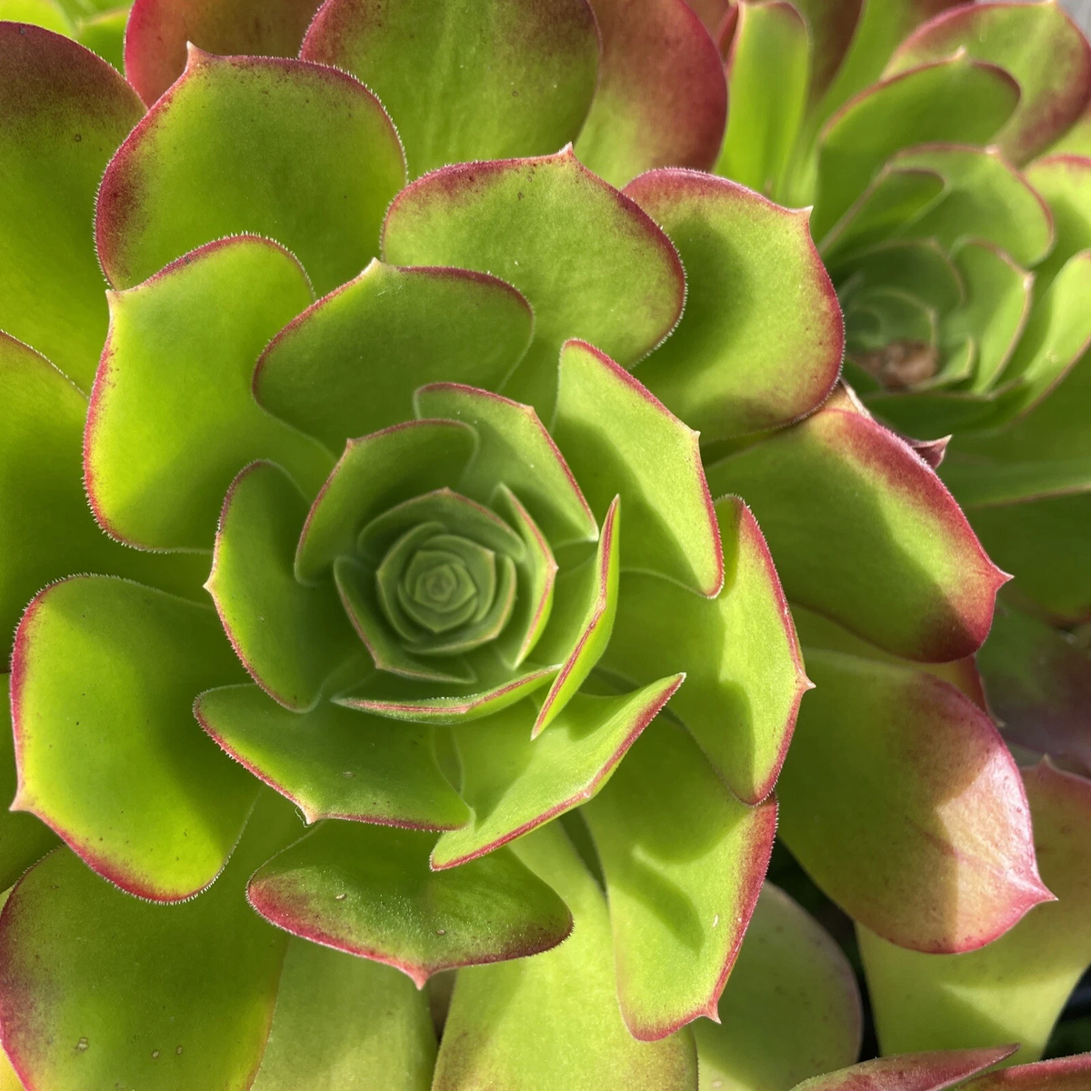 Aeonium Cuttings – 2 Live Green Red Succulent Stems for Rooting – Aeonium spp.