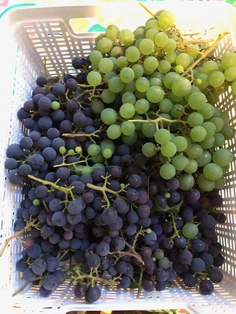 Grape Cuttings - 25 Assorted Unrooted Hardwood Vitis Cuttings for Rooting or Grafting - Home Vineyard Starter