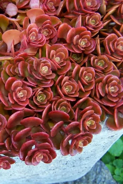 Coral Reef Stonecrop Sedum Cuttings - Lot of 5 Unrooted Succulent Stems - Sedum spp. - Perfect for Propagation & Groundcover