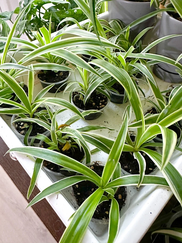 Reverse Variegated Spider Plant Cutting - Live Chlorophytum comosum Houseplant Starter - Green with Light Margins