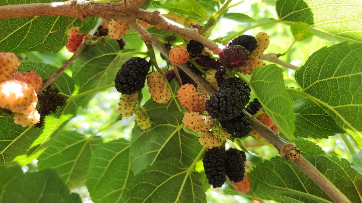 Black Mulberry Tree Cuttings – 25 Live Unrooted Cuttings for Propagation, Morus Nigra Deciduous Fruit Tree