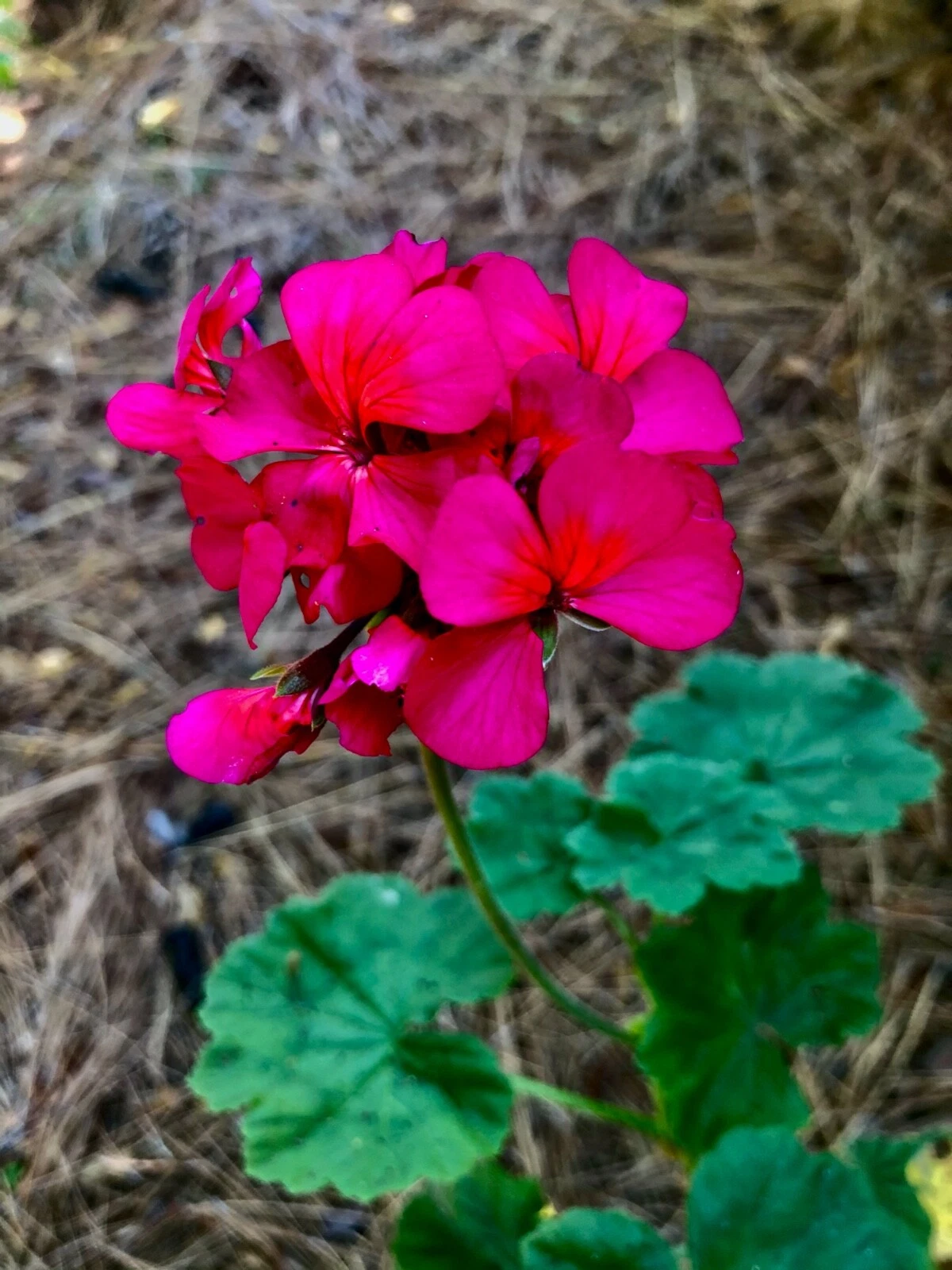 Hot Pink Zonal Geranium Cutting 6 Inch - Pelargonium × hortorum - Vibrant Orange Center Live Plant for Garden or Pot