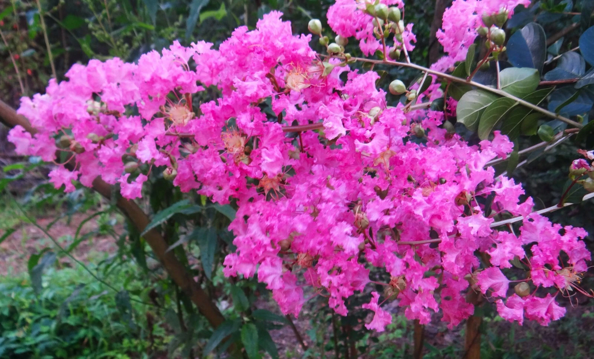 True Pink Crape Myrtle Live Plants - 2 Rooted Cuttings, Pink Flowering Trees for Planting, Lagerstroemia indica