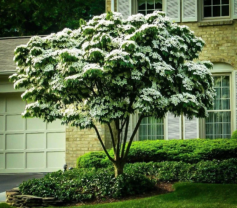 Unrooted Cuttings - 3 White Kousa Dogwood - Ornamental Flowering Tree - Cornus Kousa - Ideal for Propagation and Landscaping