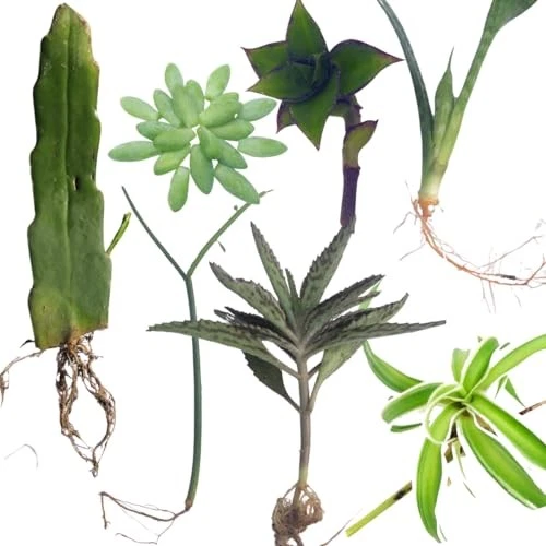 Indoor Plant Cuttings Variety Pack – 7 Fresh Cuttings Including Queen of Night Epiphyllum oxypetalum & Burro’s Tail Sedum morganianum