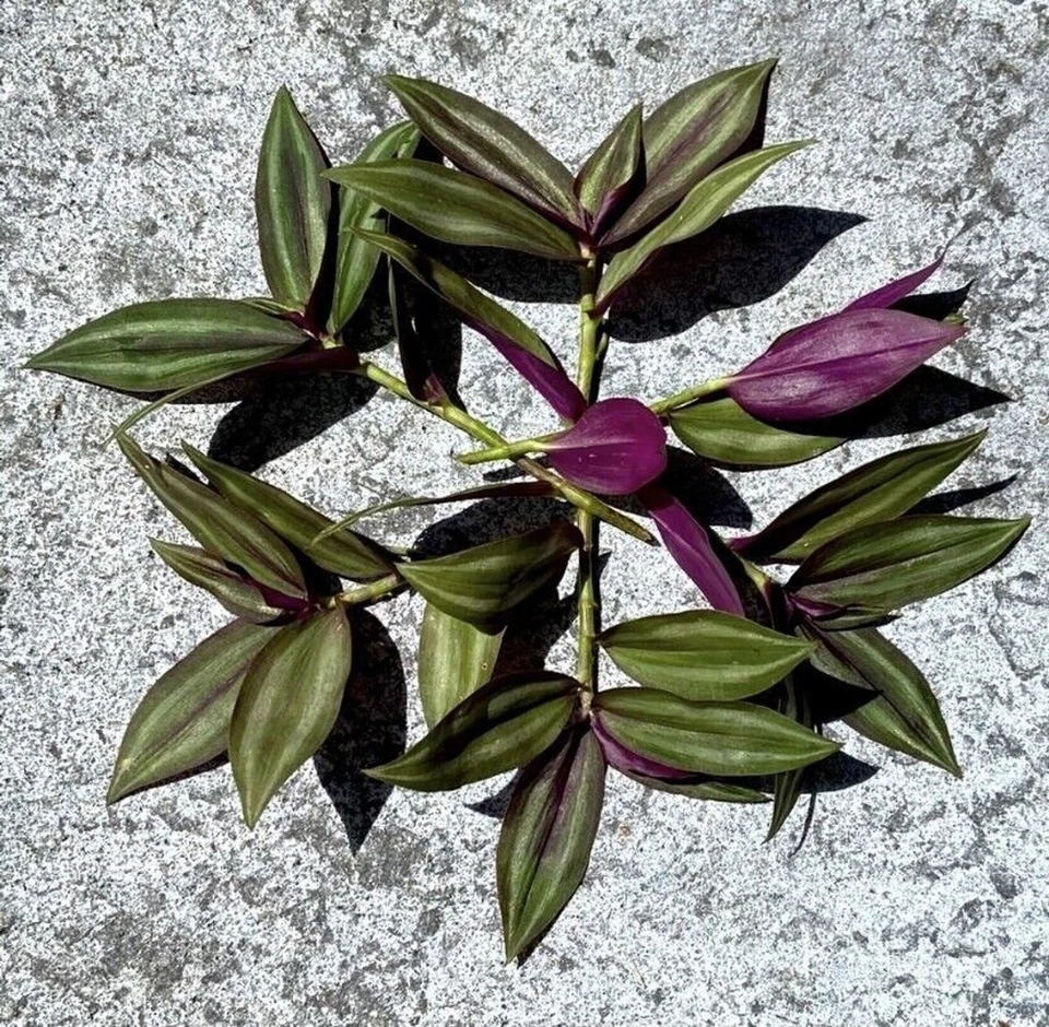 Unrooted Cuttings Set of 8 - Tradescantia zebrina - Wandering Jew Purple Silver Green Vine - Indoor Planters & Hanging Baskets