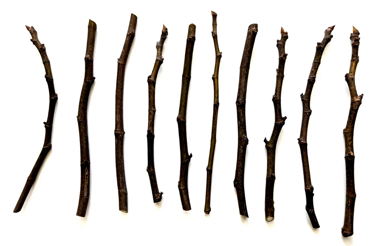 Chicago Hardy Fig Tree Cuttings - 10 Unrooted Hardwood Cuttings, Ficus carica ‘Chicago Hardy’, 9-10 Inches for Propagation