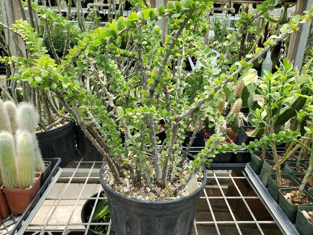 Alluaudia Humbertii Succulent Cutting - Madagascar Spiny Didiereaceae Plant - Rooted Green Stem - Unique Container Plant