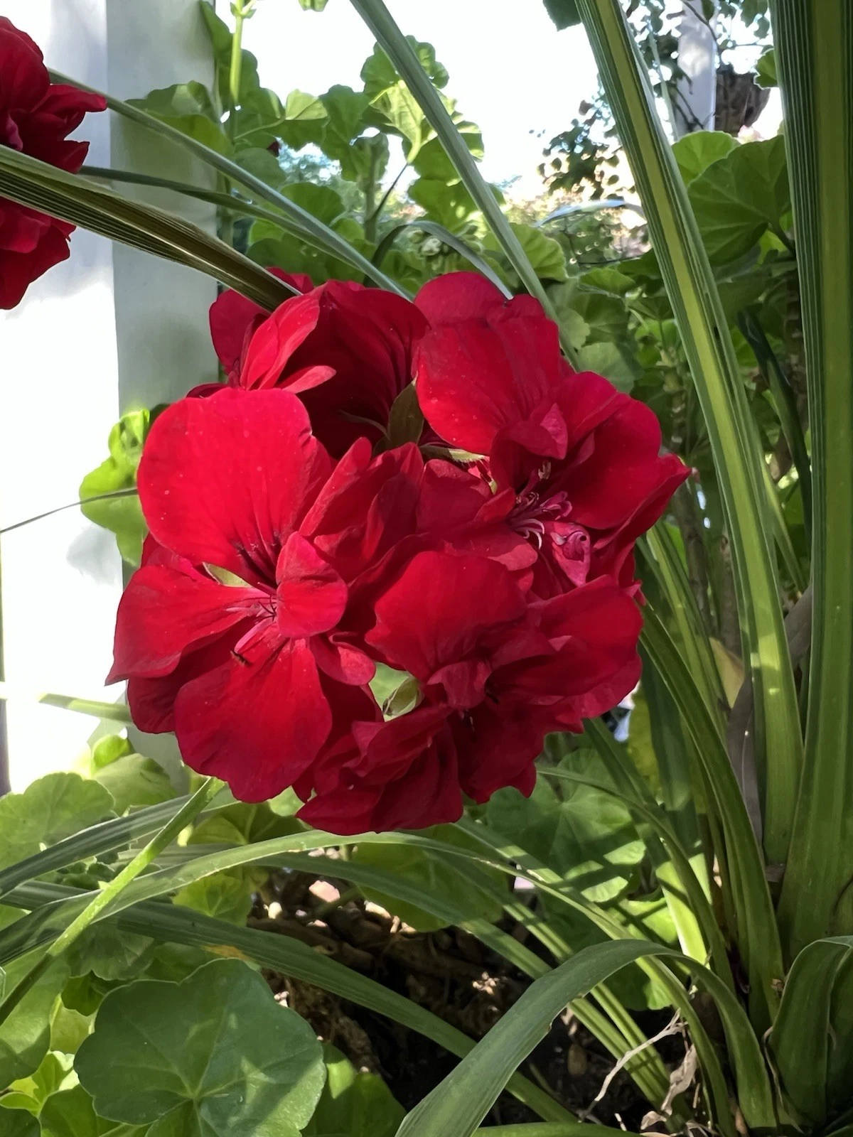 Red Ivy Geranium Cuttings - 5 Live 6-Inch Pelargonium peltatum Cuttings for Trailing Flowering Plants