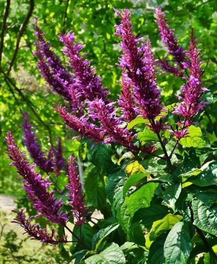 Purple Firespike Cuttings - 10 Unrooted Odontonema Cuspidatum - Attracts Hummingbirds & Butterflies - Tropical Garden Plant