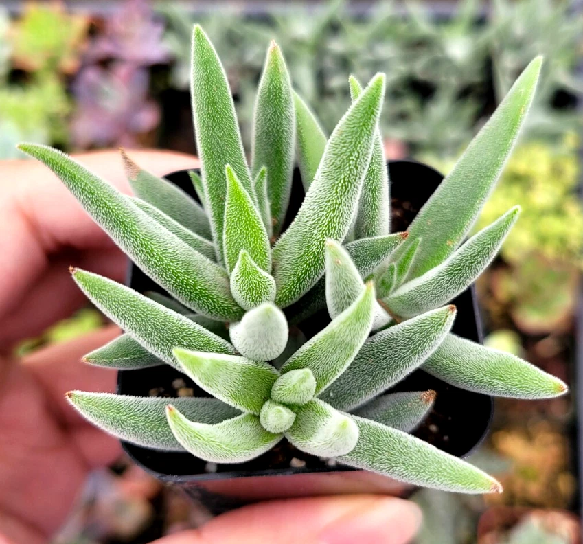 Crassula Mesembryanthemoides ‘Tenelli’ Succulent - 2 Inch Live Plant - Soft Fuzzy Foliage - Low-Growing Garden Plant