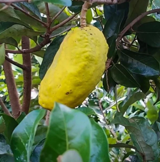 Olosapo Cutting 6+ Inch Unrooted Stem Cutting Couepia polyandra for Tropical Garden Propagation