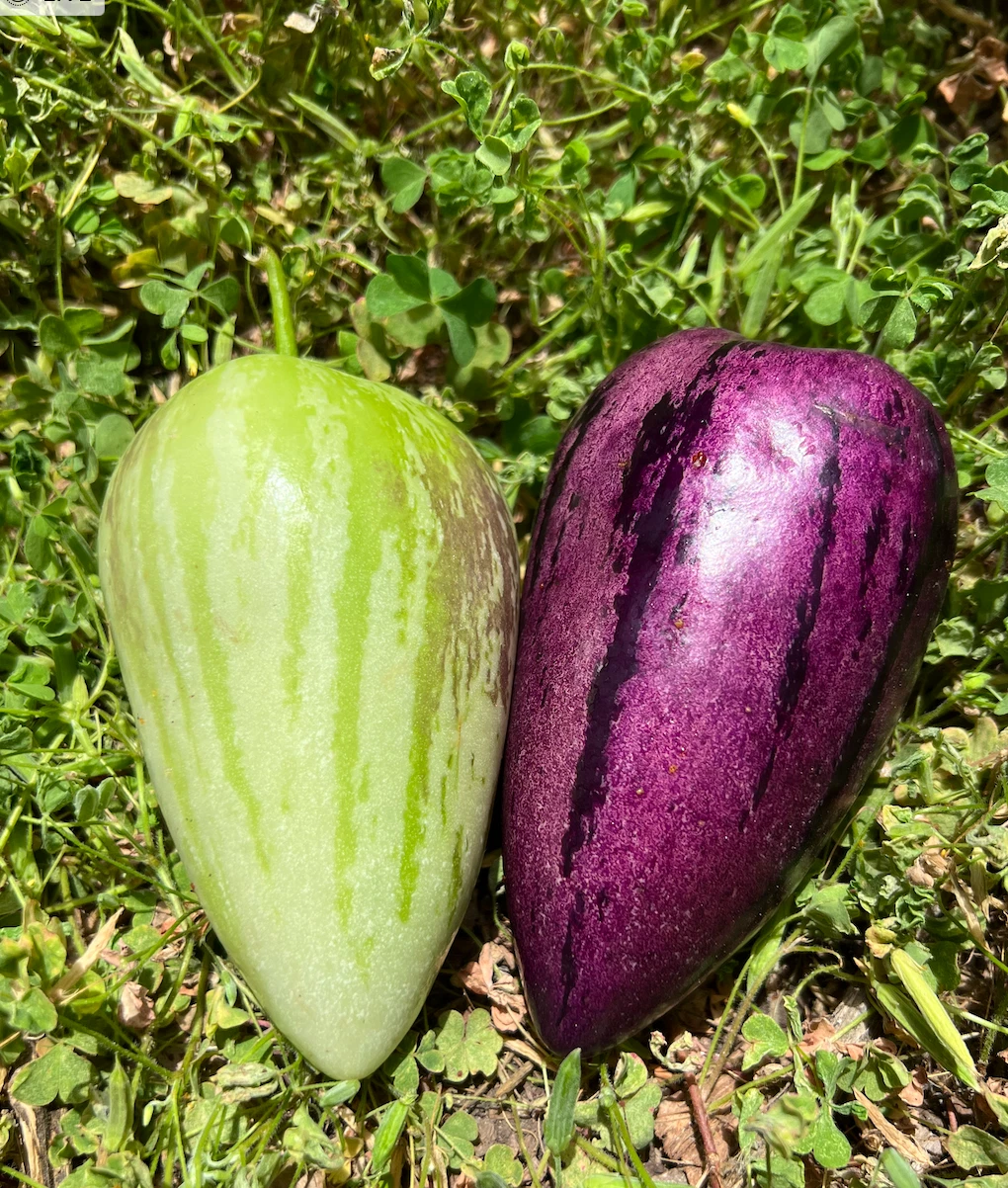 Pepino Melon Cuttings - 8 Unrooted Cuttings, Gold & Purple Varieties, Solanum muricatum, Fruiting Perennial Plant