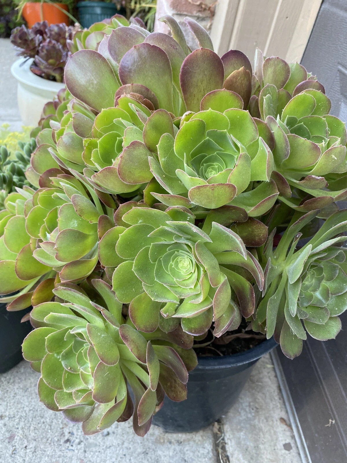 Aeonium Succulent Cuttings - 5 Unrooted Rosettes, Green - Aeonium spp. for Propagation and Planting