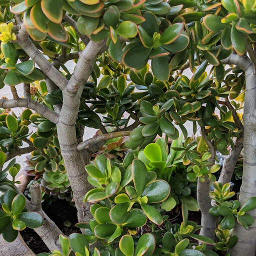 Crassula Ovata Sunset Jade Plant Cutting 3–6 Inch - Variegated Succulent for Propagation - Crassula ovata ‘Sunset’