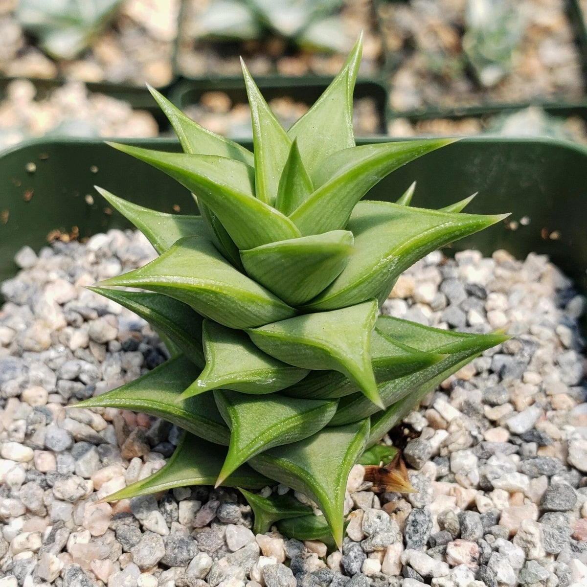 Live Succulent Plant 4" Pot Astroloba spiralis Rare Spiral-Form Cacti-Like Succulent for Indoor & Rock Garden Decor
