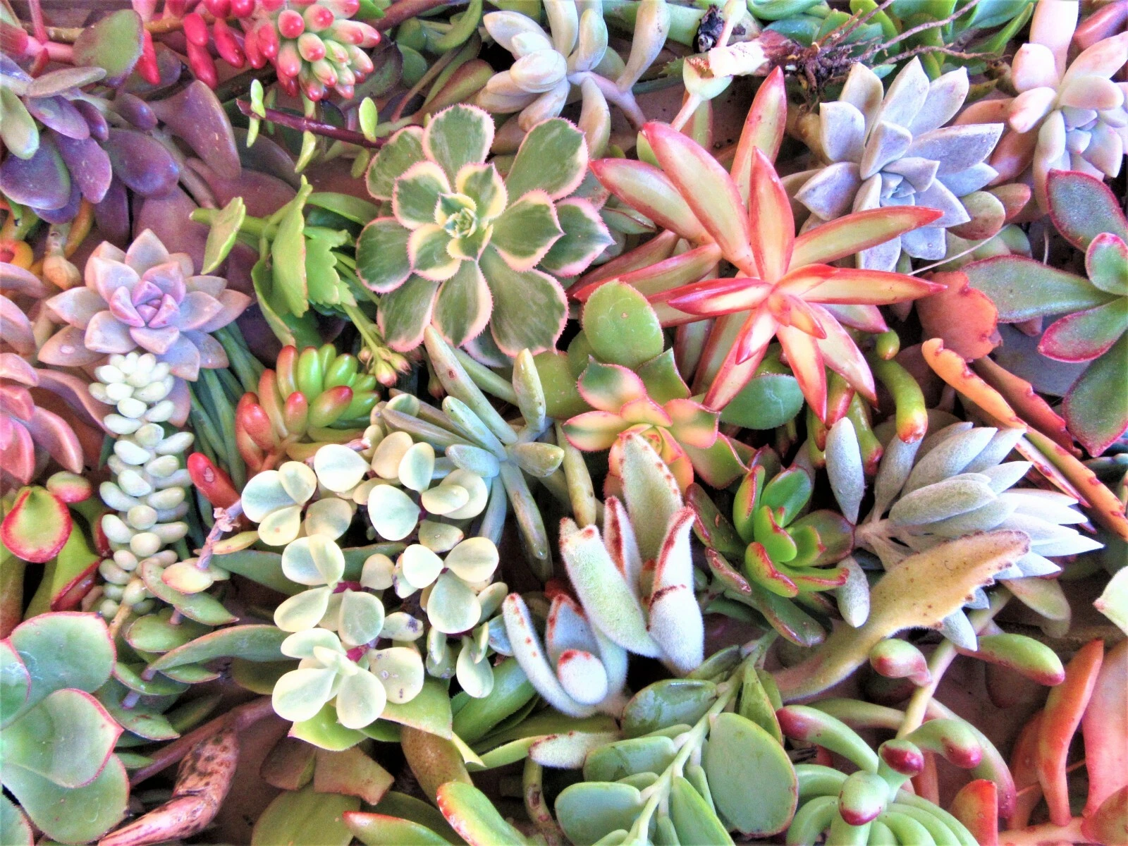 Large Succulent Cuttings Mix - 50 Fresh Cuttings, 25 Varieties, 3-6" Sizes, Crassulaceae for Arrangements & DIY Planters