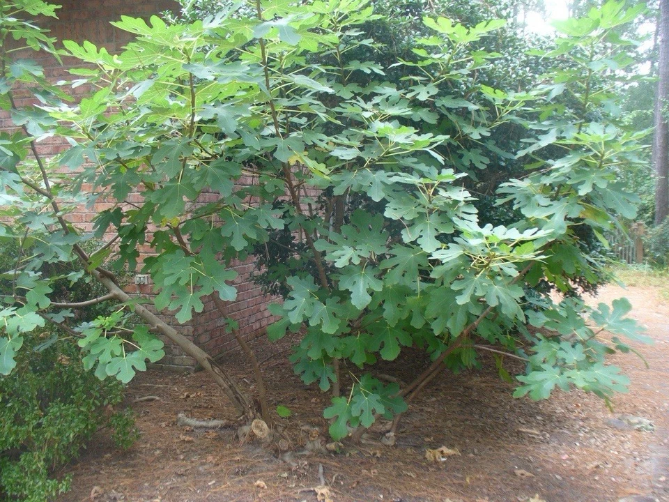 Brown Turkey Fig Cuttings - 4 Unrooted Ficus carica Cuttings, 6-8 Inch for Propagation - Live Fruit Tree Cuttings