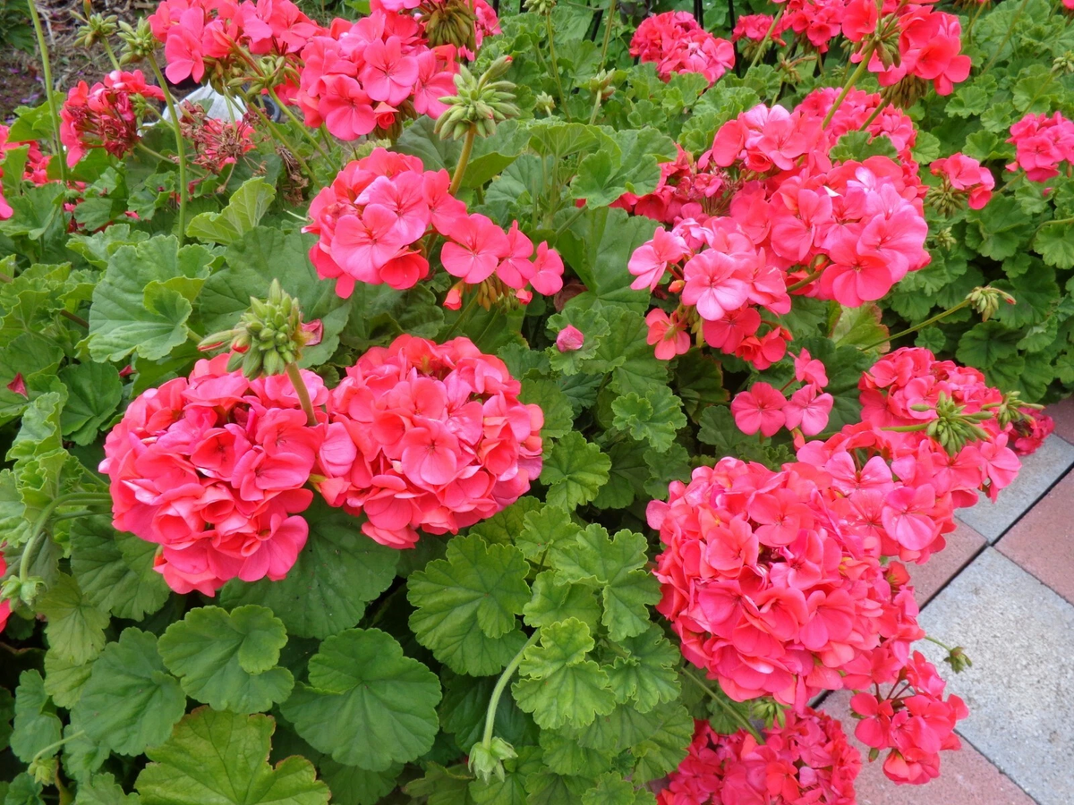 Hardy Geranium Cuttings - 5 Fresh Red Orange Pelargonium Cuttings - Unrooted for Propagation - Fragrant Foliage