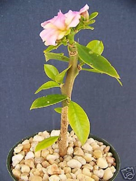 Live Cactus Plant 4 Inch Pot Pereskia grandifolia Succulent Bonsai Caudex