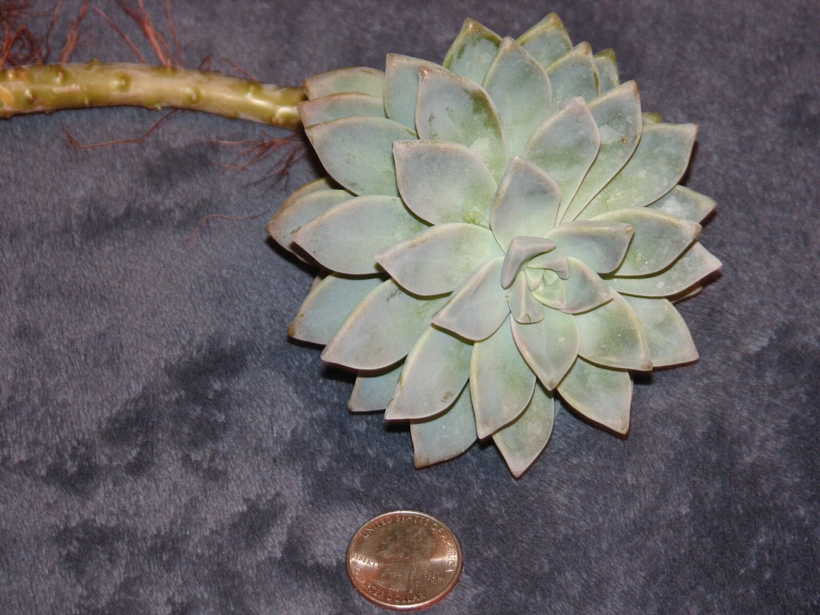 Graptopetalum Ghost Plant Cutting - Unrooted Succulent Starter - Graptopetalum paraguayense - Pale Green to Silvery Gray Leaves