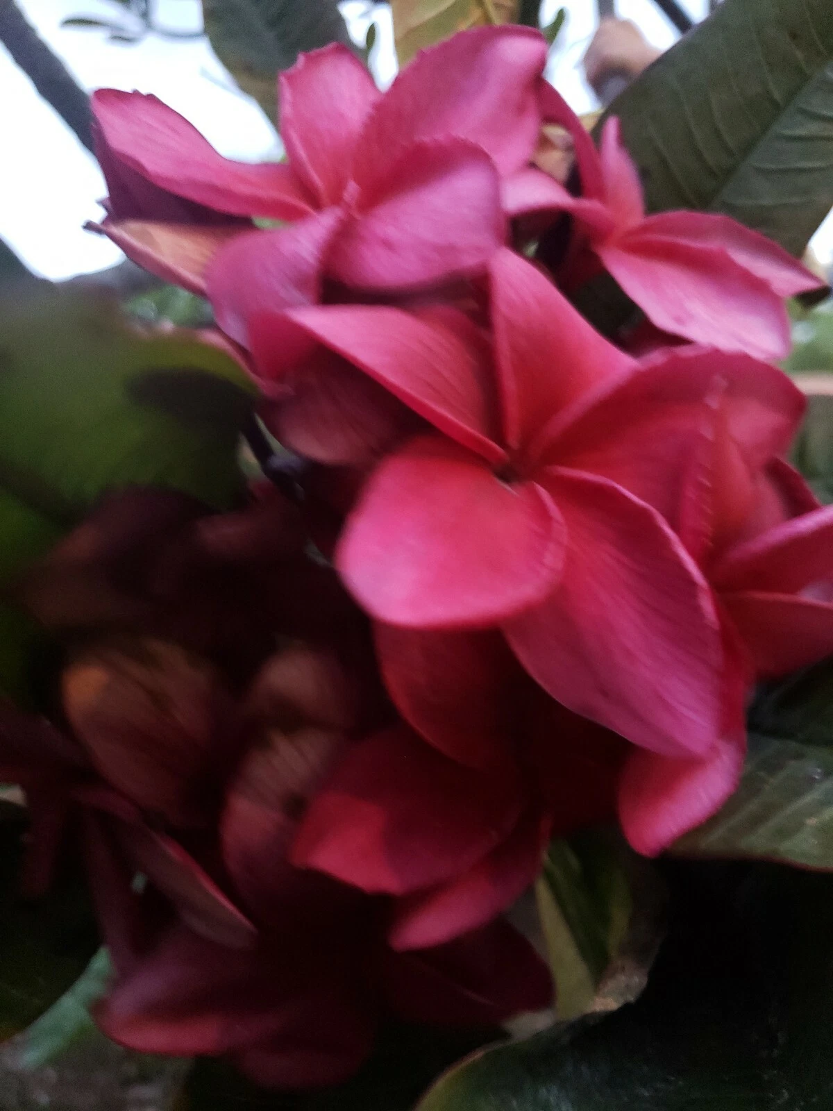 Wildfire Red Plumeria Cutting – 1 Live Unrooted Cutting 9–12 Inch, Plumeria Rubra, Tropical Flowering Tree