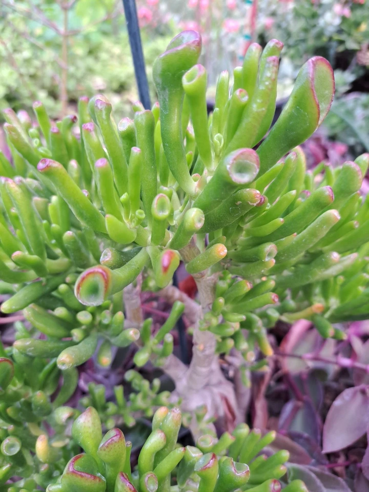 Ogre Ears Gollum Jade Cuttings – 3 Unrooted Green Succulent Stems, Crassula ovata ‘Gollum’ for Planting and Propagation