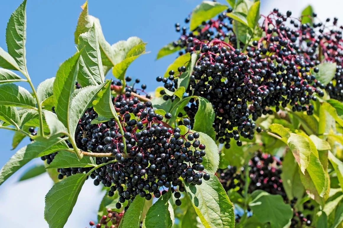 Elderberry Hardwood Cuttings - 10 Live Cuttings, Johns & Adams Cultivars, Sambucus Canadensis, 6+ Inch Unrooted for Propagation