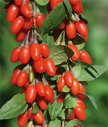3 Rooted Goji Berry Plants - Live Lycium barbarum Starter Plants for Garden - Ready to Transplant Edible Shrubs