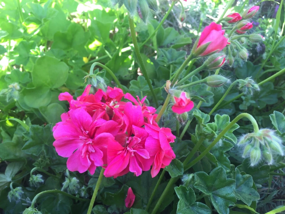 Hot Pink Ivy Geranium Cuttings - 6 Unrooted Starter Cuttings - Pelargonium Peltatum - Trailing Plants for Propagation