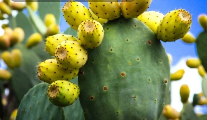 Live Prickly Pear Cactus Plant - Edible Opuntia with Colorful Orange, Pink & Yellow Blooms for Gardens & Pots