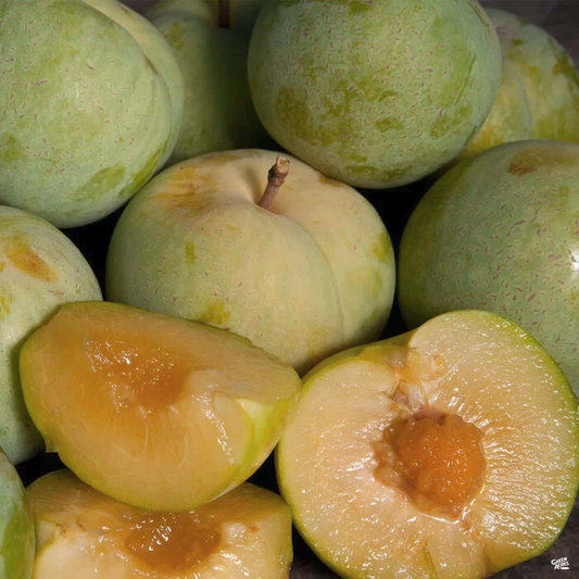 Emerald Pluot Cuttings – Live Scions for Grafting, Sweet Plum–Apricot Hybrid, Fresh 1-Year Wood for Propagation (Unrooted)