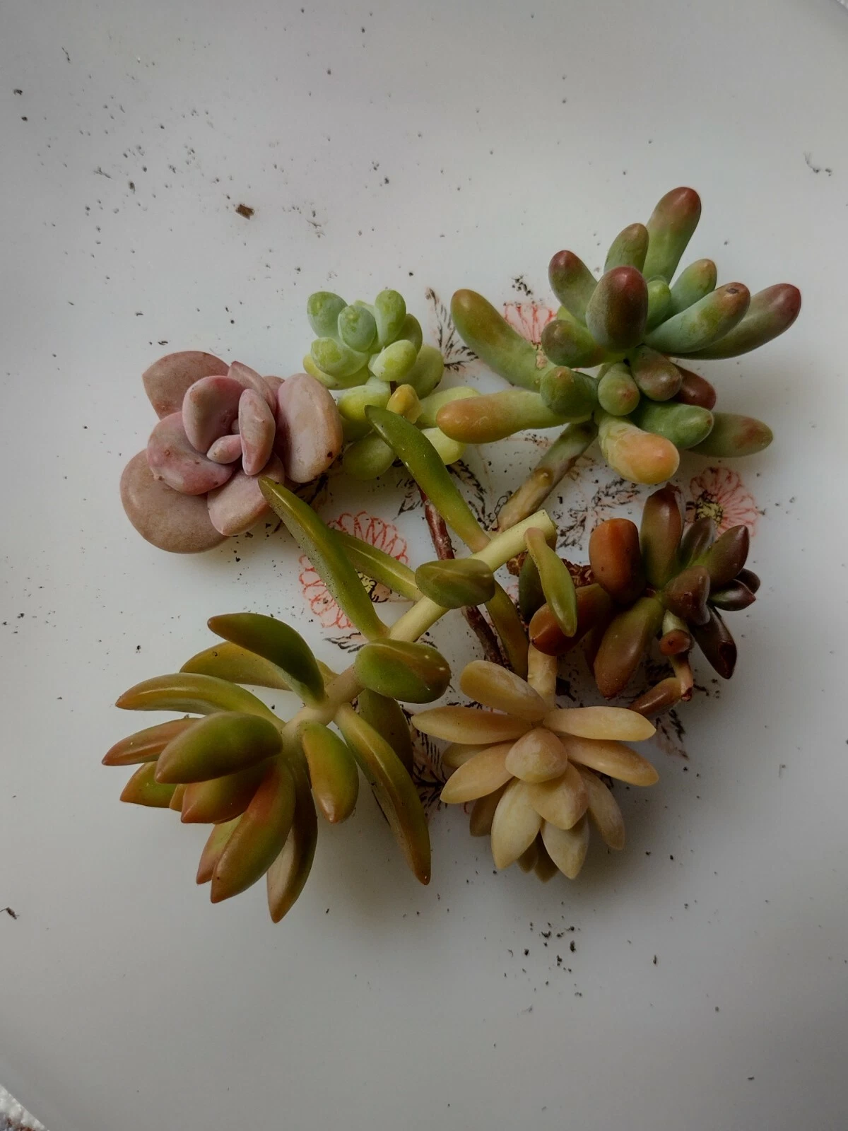 Assorted Succulent Cuttings Set of 6 - Mixed Varieties for Rooting - Live Plant Starter Pack - Easy-Care Succulents