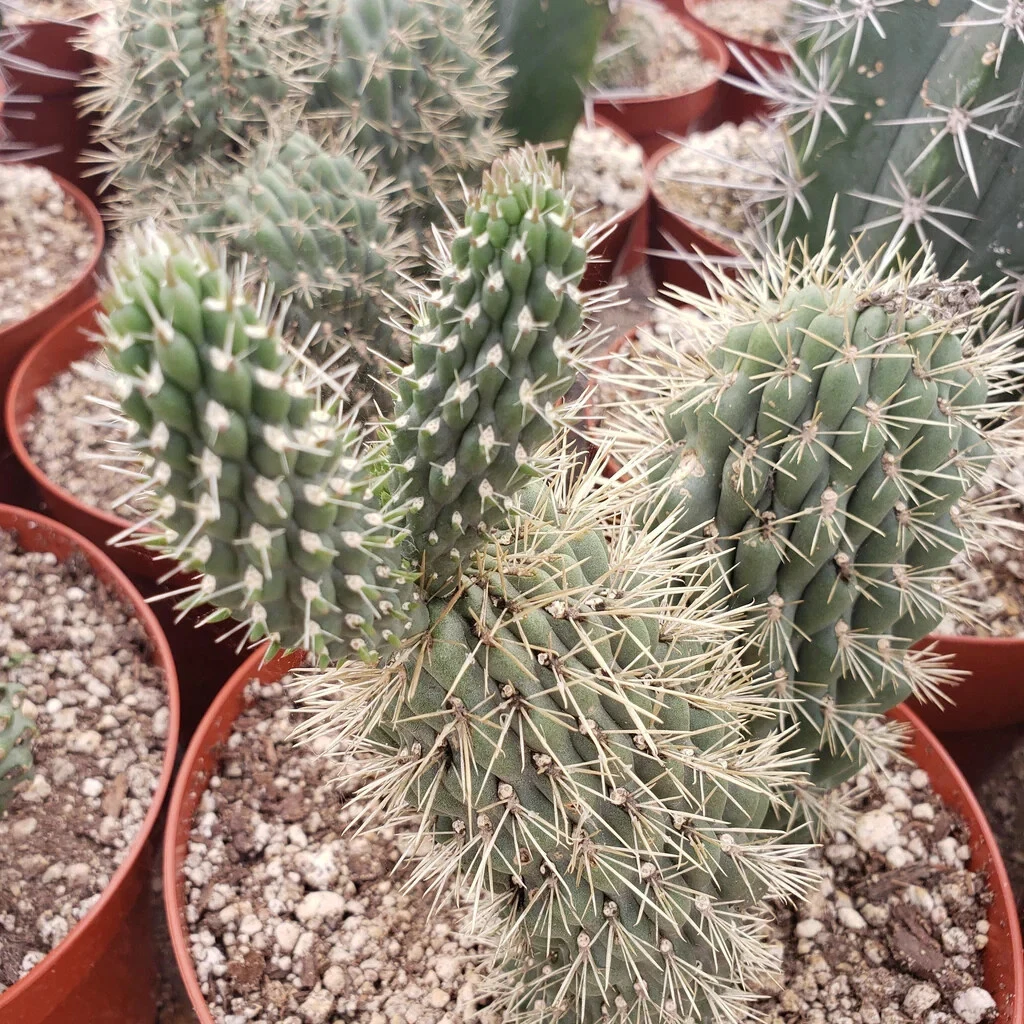 Boxing Glove Cactus Cutting – Unrooted Cylindropuntia Fulgida Monstrosa – Unique Desert Cactus for Planting & Propagation