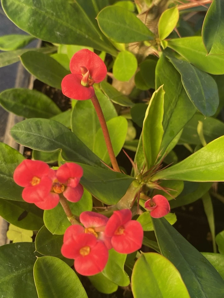 Live Euphorbia Milii Crown of Thorns Plant – Red Flowering Succulent Cactus – Drought-Tolerant Indoor/Outdoor Decor