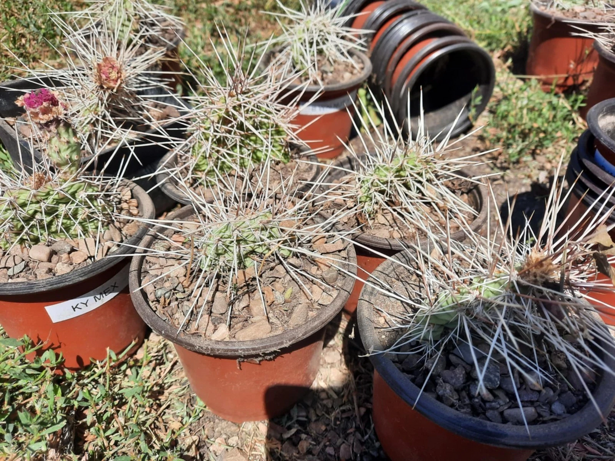 Live Cactus Cutting – Hardy Opuntia Nicholii x Opuntia Hybrid – Prickly Pear Variety for Desert Gardens & Collectors