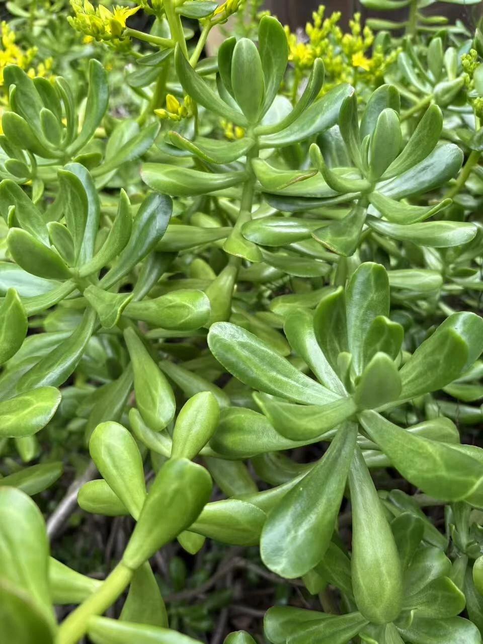 Jade Plant Cuttings – 5 Unrooted Crassula ovata Stems, 4–5 Inch Green Succulent for Planting and Propagation