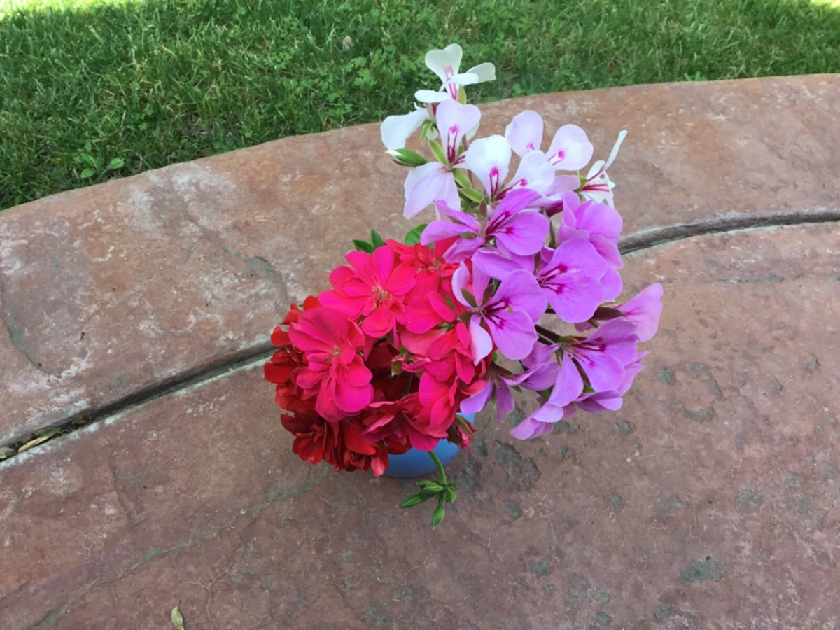 Ivy Geranium Cuttings - 9 Unrooted Pelargonium peltatum - Four Color Mix - Trailing Flowering Plant for Gardening and Propagation