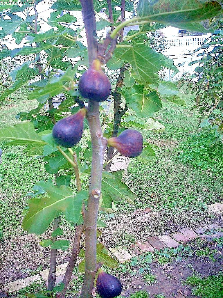 Vasilika Black Fig Tree Cuttings - 6 Unrooted Hardwood Cuttings for Propagation - Ficus carica - Live Plant Cuttings