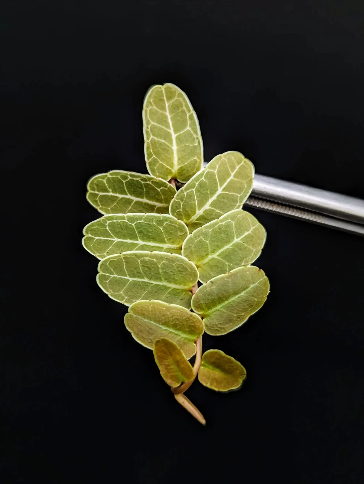 Marcgravia sp. Brown Ecuador Cutting - 10-Leaf Climbing Vine for Terrariums & Vivariums - Tropical Shingling Plant