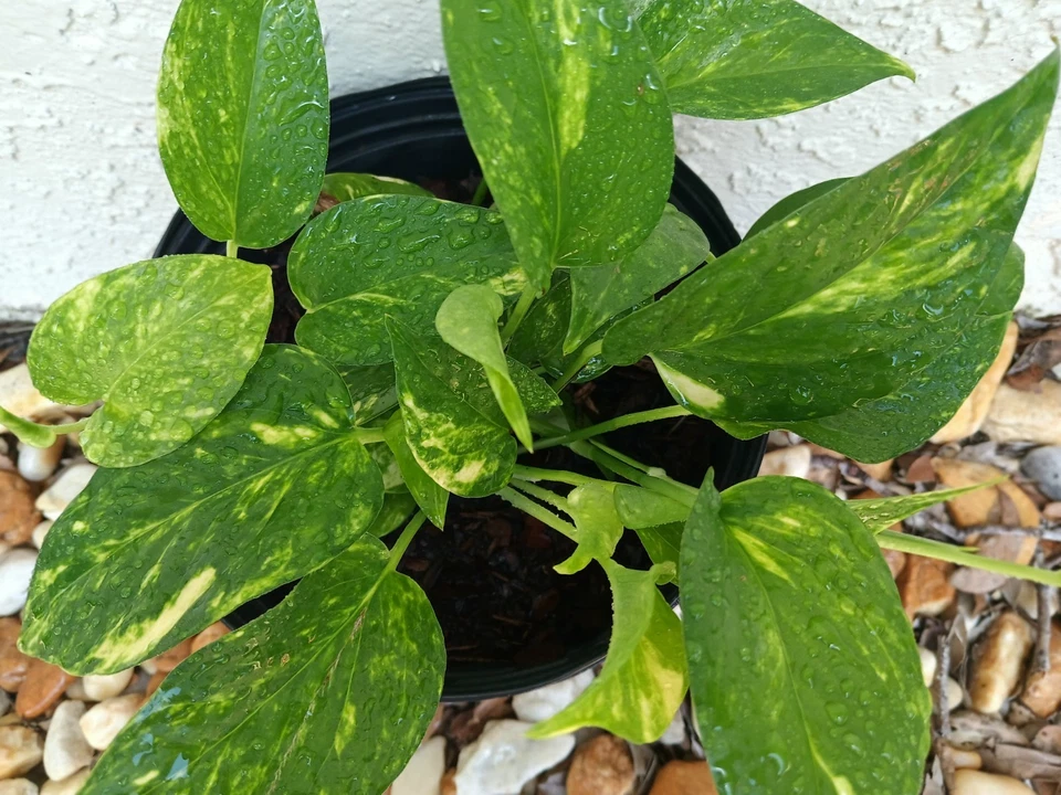 Golden Pothos Starter Plant - Live Rooted Epipremnum Aureum - Green and Gold Variegated Indoor/Outdoor Vine for Easy Care