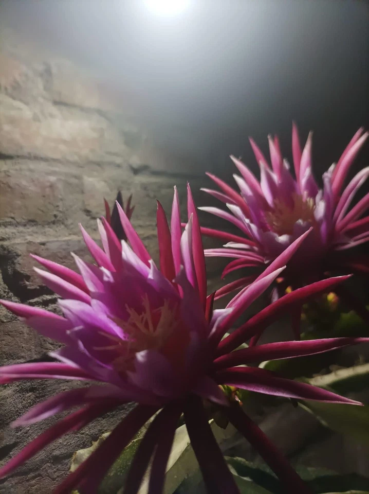 Dragon Fruit Cuttings - 10 Live 8-14 Inch Pitaya Cactus Cuttings for Planting - Hylocereus spp. / Selenicereus spp.